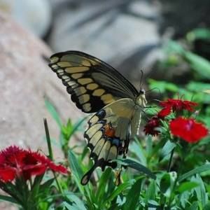 Meet your Posher, Judy